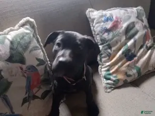 Mixed Breed dogs Jane - Ad 18