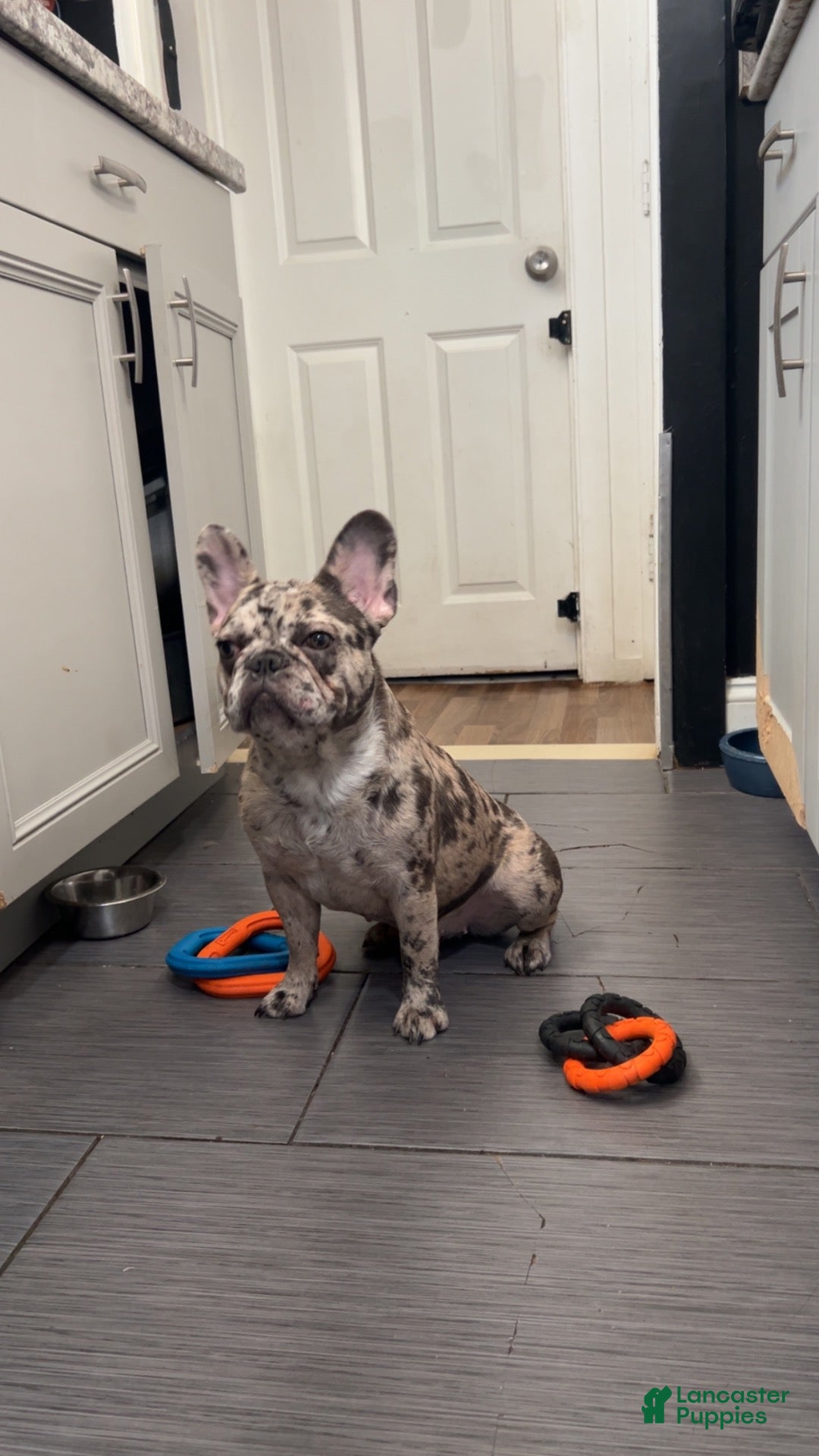 French Bulldog dogs for sale: French Bulldog 2 - Ad 17