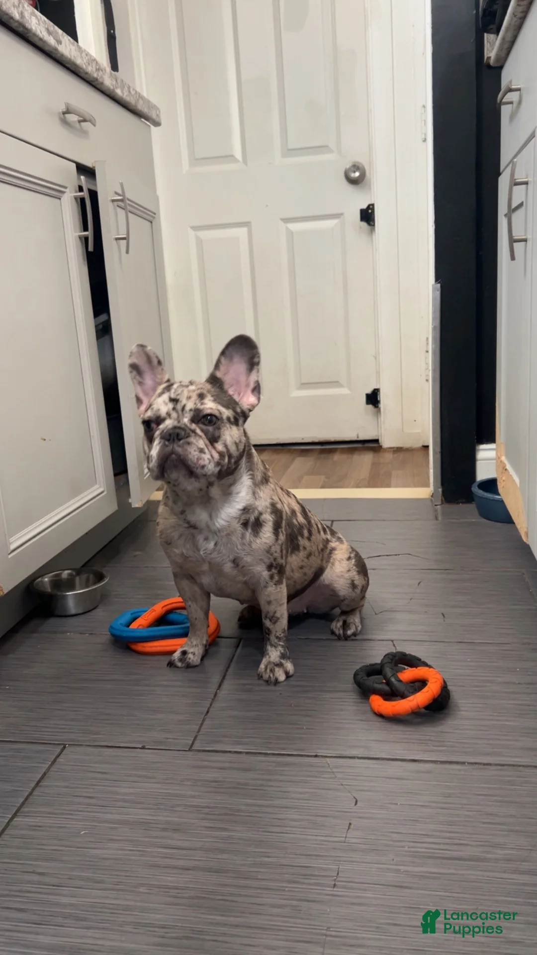 French Bulldog dogs for sale: French Bulldog 2 - Ad 1