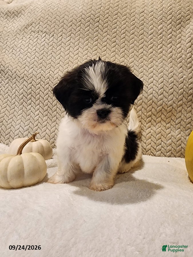 Shih Tzu dogs for sale: Twinkle - Ad 1