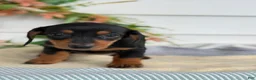 Miniature Dachshund dogs for sale: Janie - Ad 14