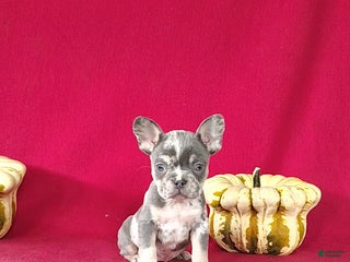 French Bulldog dogs - Ad 22