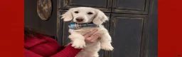 Miniature Dachshund dogs for sale: Miniature Dachshund Puppy 1 - Ad 6