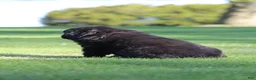 Newfoundland dogs for sale: Sailor - Ad 5