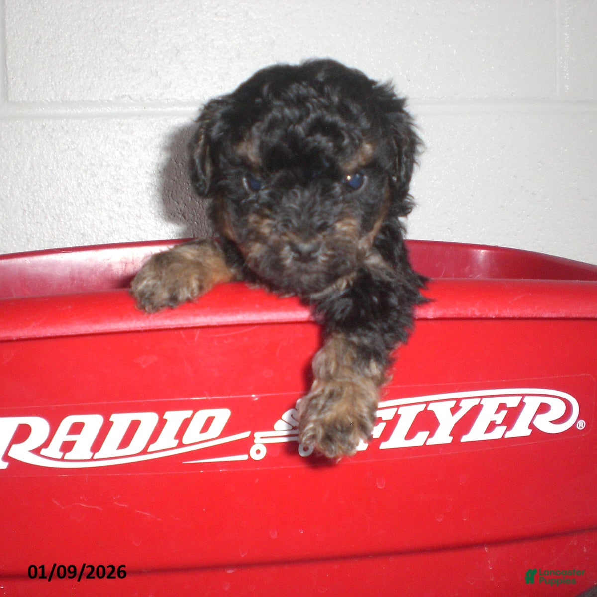 Yorkiepoo dogs Abby - Ad 19