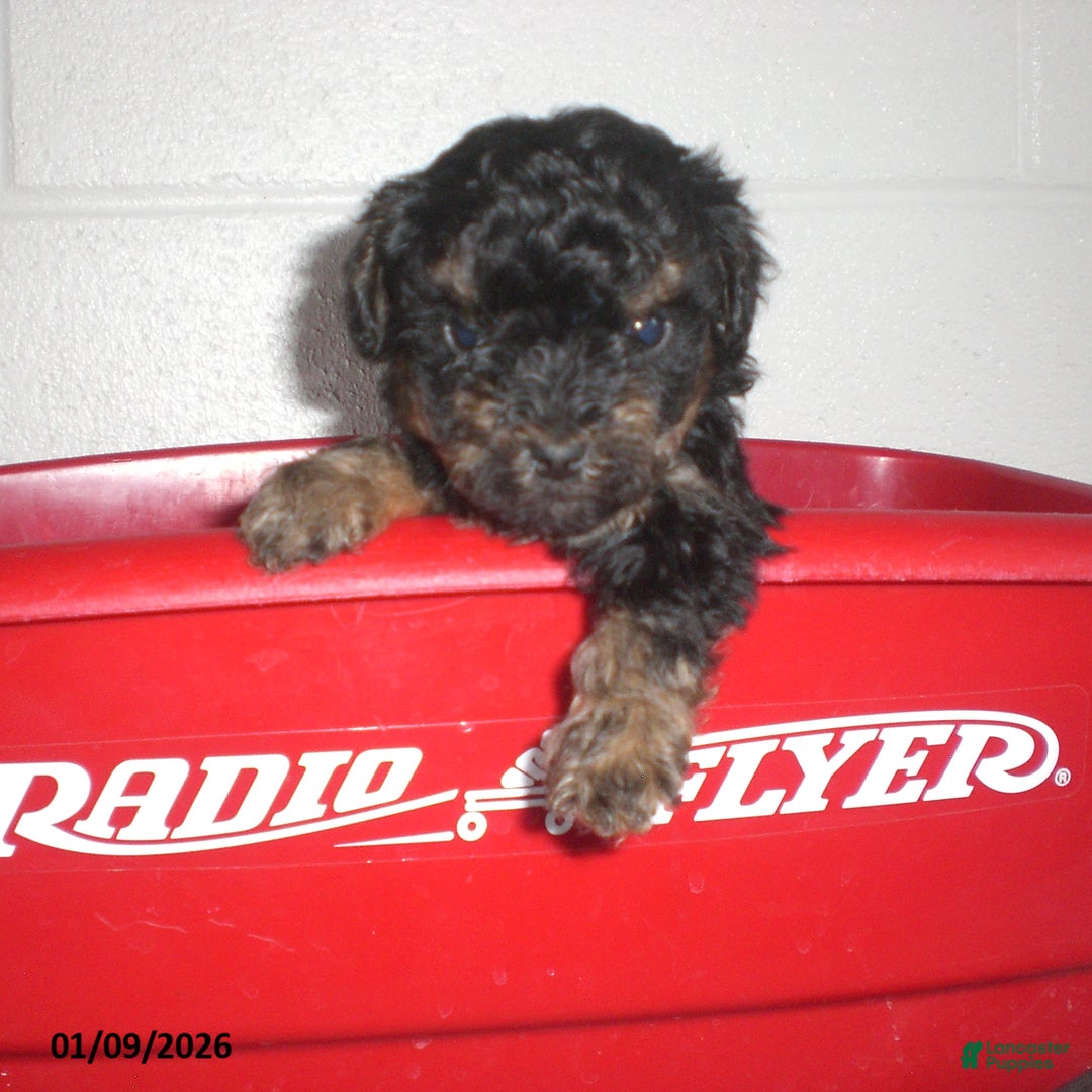 Yorkiepoo dogs for sale: Abby - Ad 1