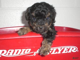 Yorkiepoo dogs Abby - Ad 19