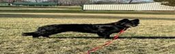 German Shepherd dogs for stud: Lloyd - Ad 5