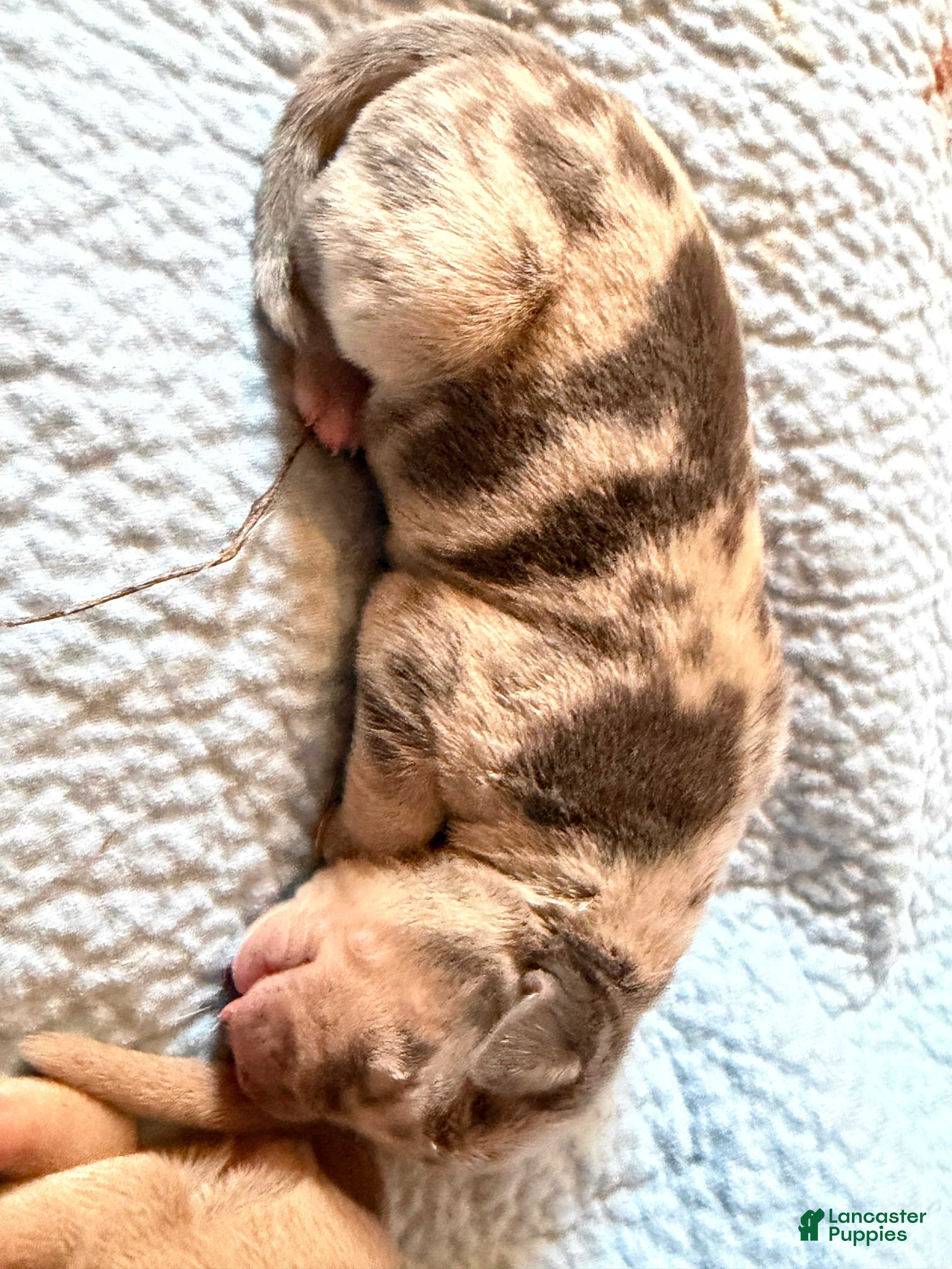 American Bully dogs Lola - Ad 1