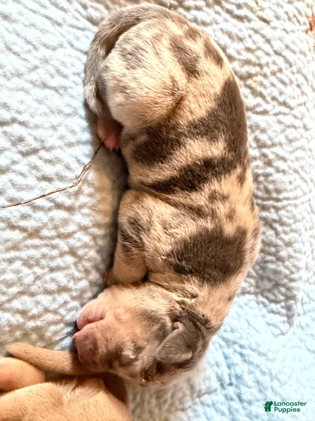 American Bully dogs for sale: Lola - Ad 1
