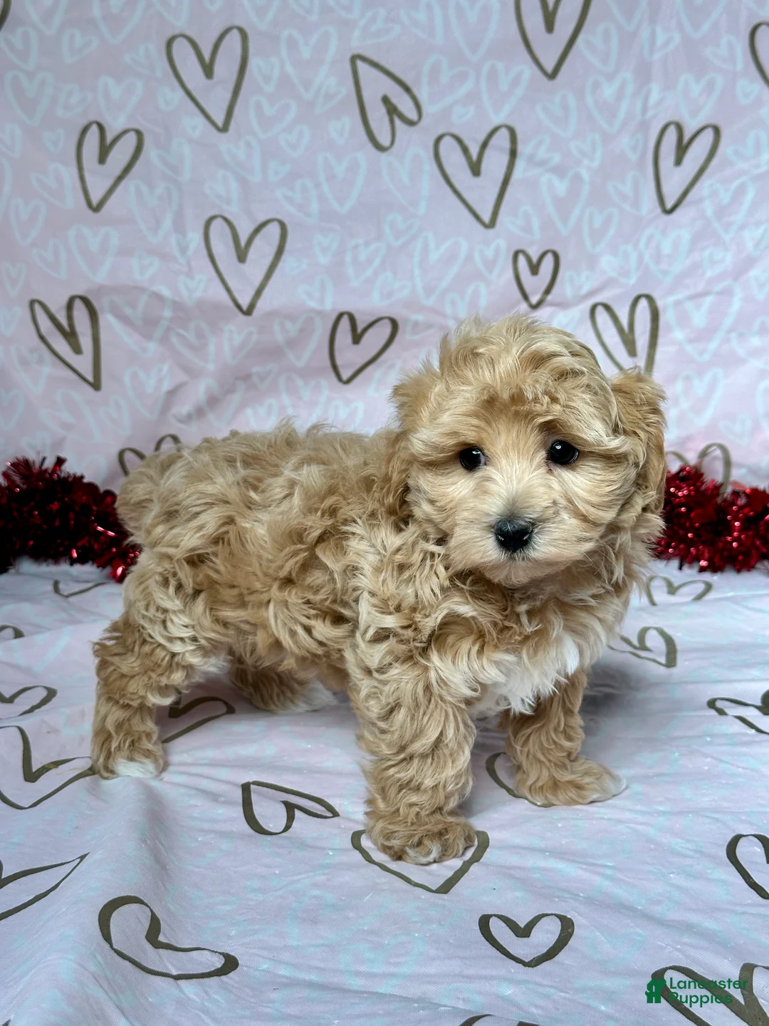 Maltipoo dogs for sale: Benson - Ad 2