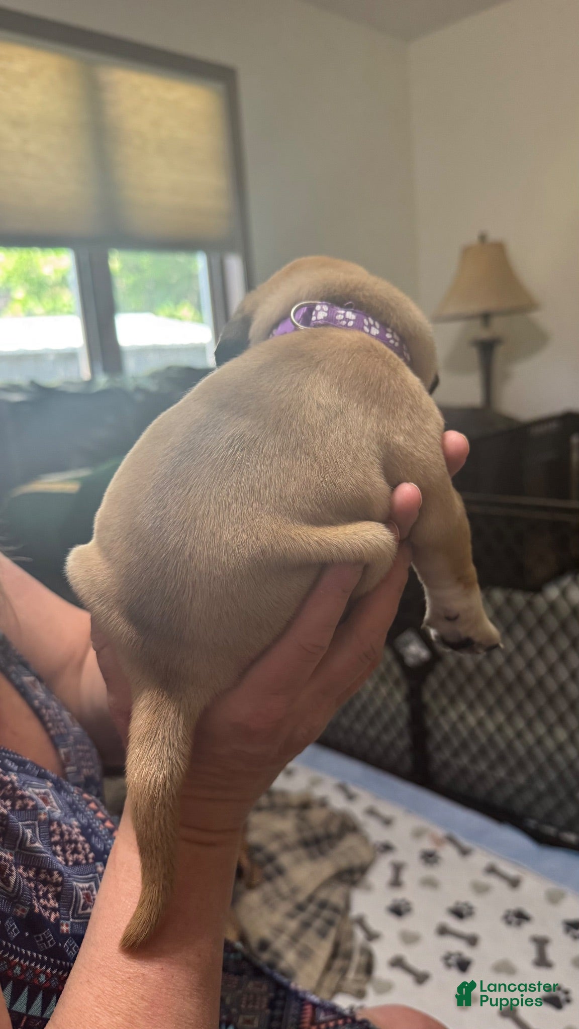 Puggle dogs Purple collar  - Ad 2