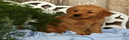 Golden Retriever dogs for sale: Sandy - Ad 3