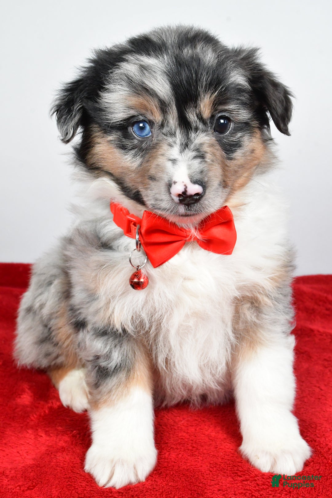 Miniature Australian Shepherd dogs for sale: Wiggles - Ad 15