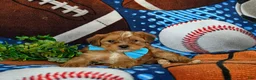 Shorkie dogs for sale: Lucas Hypoallergenic - Ad 5