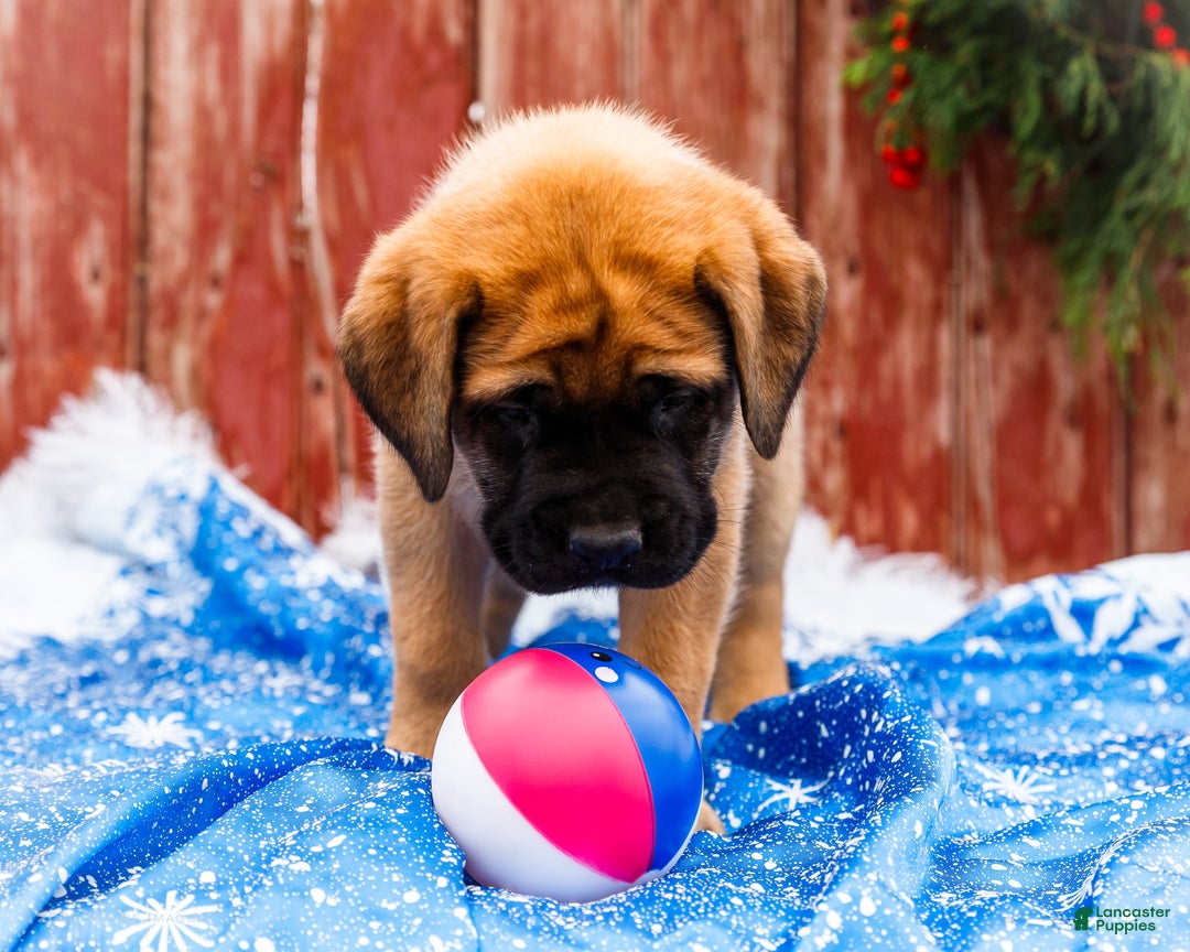 English Mastiff dogs for sale: Mr Putter - Ad 5