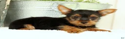Yorkshire Terrier dogs for sale: Zuma - Ad 4