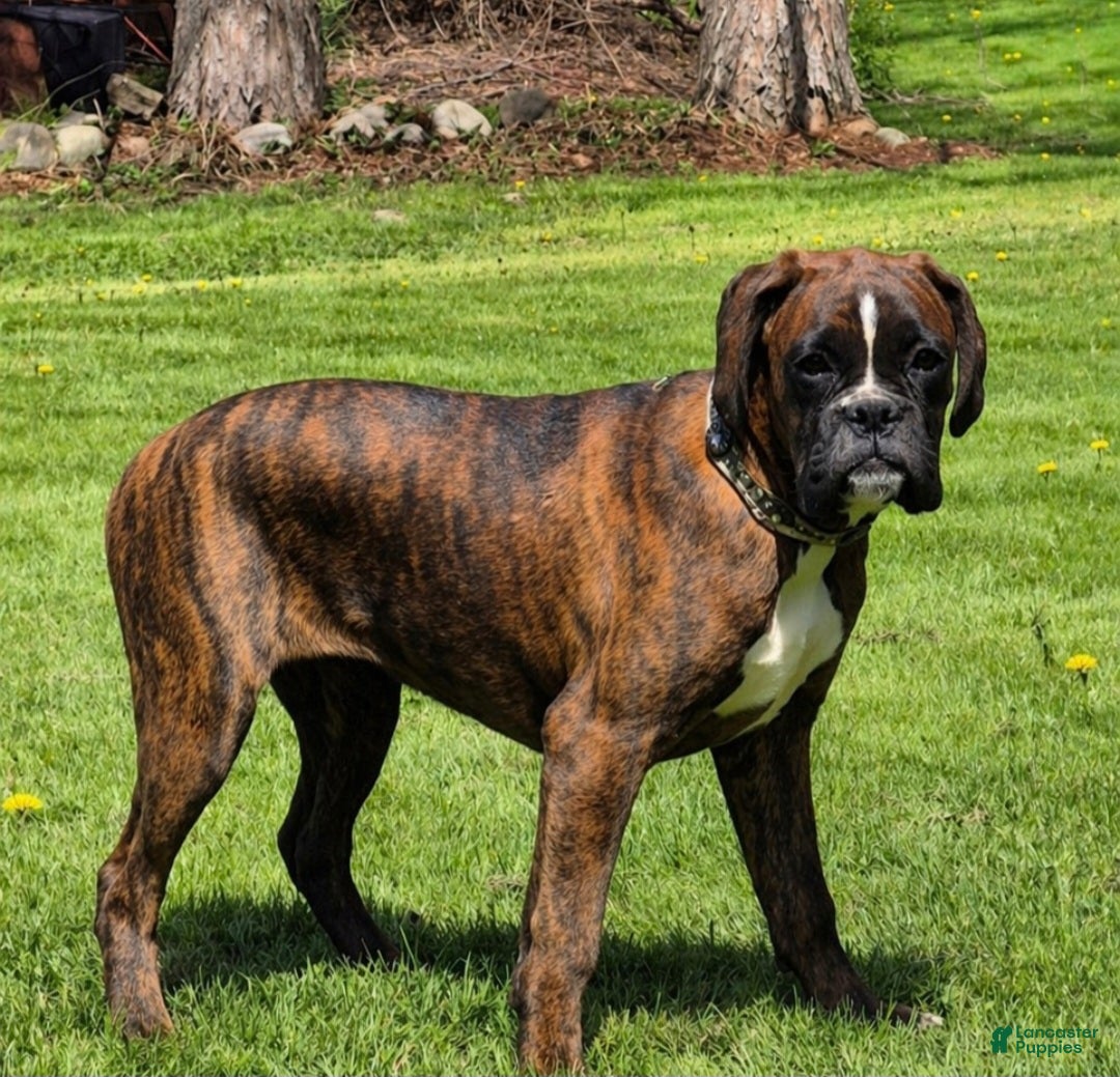 Boxer dogs Brindley  - Ad 2