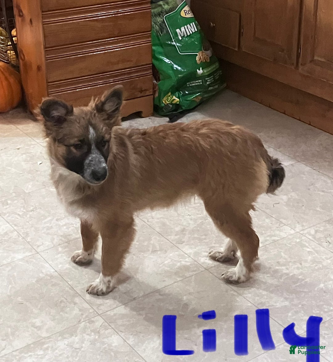 Mixed Breed dogs for sale: Lilly - Ad 1