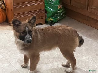Mixed Breed dogs for sale: Lilly - Ad 1