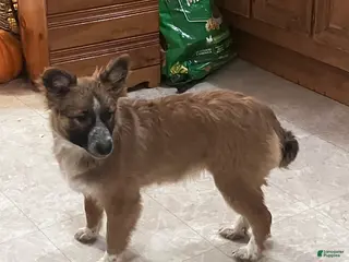 Mixed Breed dogs Lilly - Ad 3