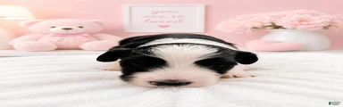 Sheepadoodle 1