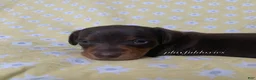 Miniature Dachshund dogs for sale: Tootsie - Ad 40