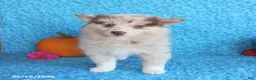 Pomsky dogs for sale: Raine - Ad 3