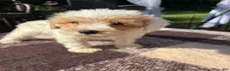 Schnoodle dogs for sale: Schnoodle 1 - Ad 6