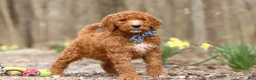 Goldendoodle dogs for sale: Luke - Ad 2
