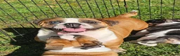 Mixed Breed dogs for sale: Chill Thrill - Ad 2