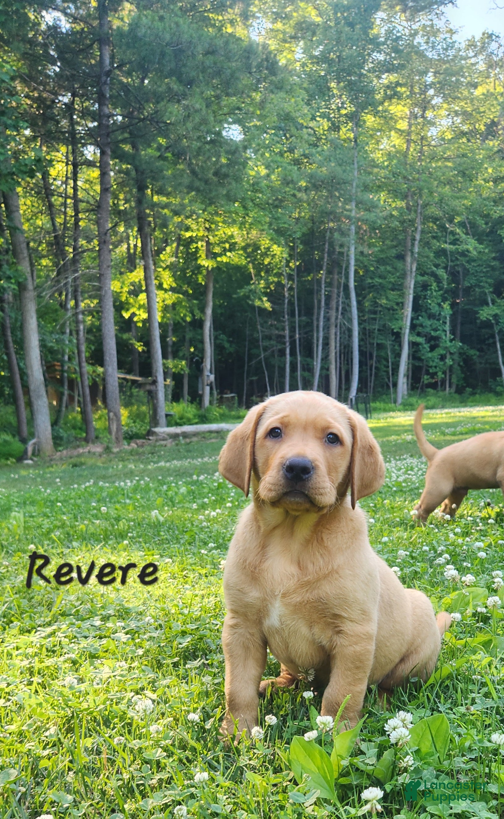 Labrador Retriever dogs Revere - Ad 2