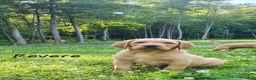 Labrador Retriever dogs for sale: Revere - Ad 2