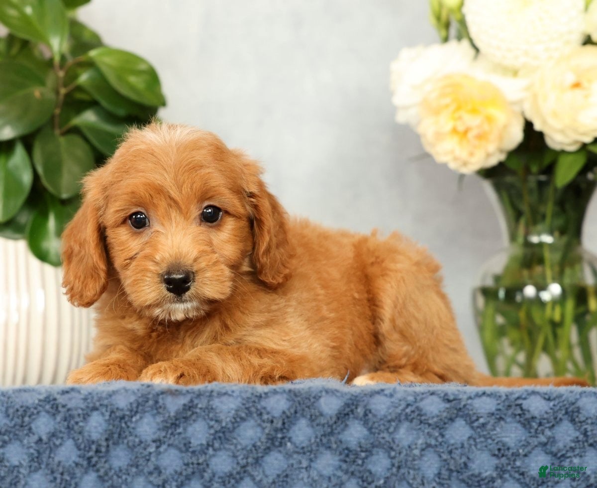 Mini Goldendoodle dogs Ophelia - Ad 2