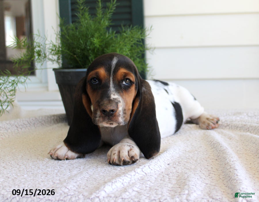 Basset Hound dogs Captain - Ad 1