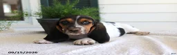 Basset Hound dogs for sale: Captain - Ad 1