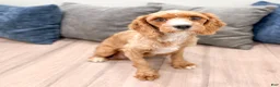 Cavapoo dogs for sale: Charlie - Ad 6