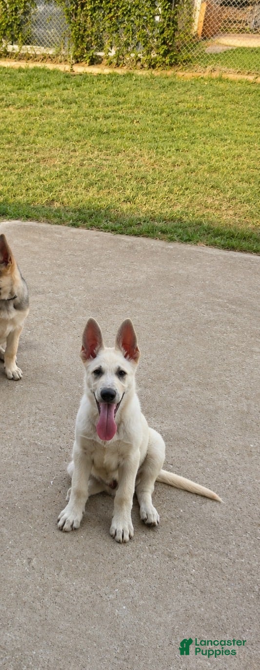 German Shepherd dogs Charlie (male)  - Ad 1