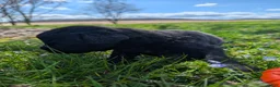 Newfoundland dogs for sale: Hero - Ad 23