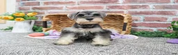 Miniature Schnauzer dogs for sale: Maria  - Ad 7