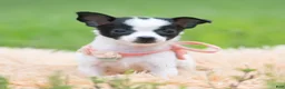 Chihuahua dogs for sale: Chickie - Ad 5
