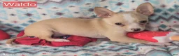 Chihuahua dogs for sale: Wally Boy - Ad 4