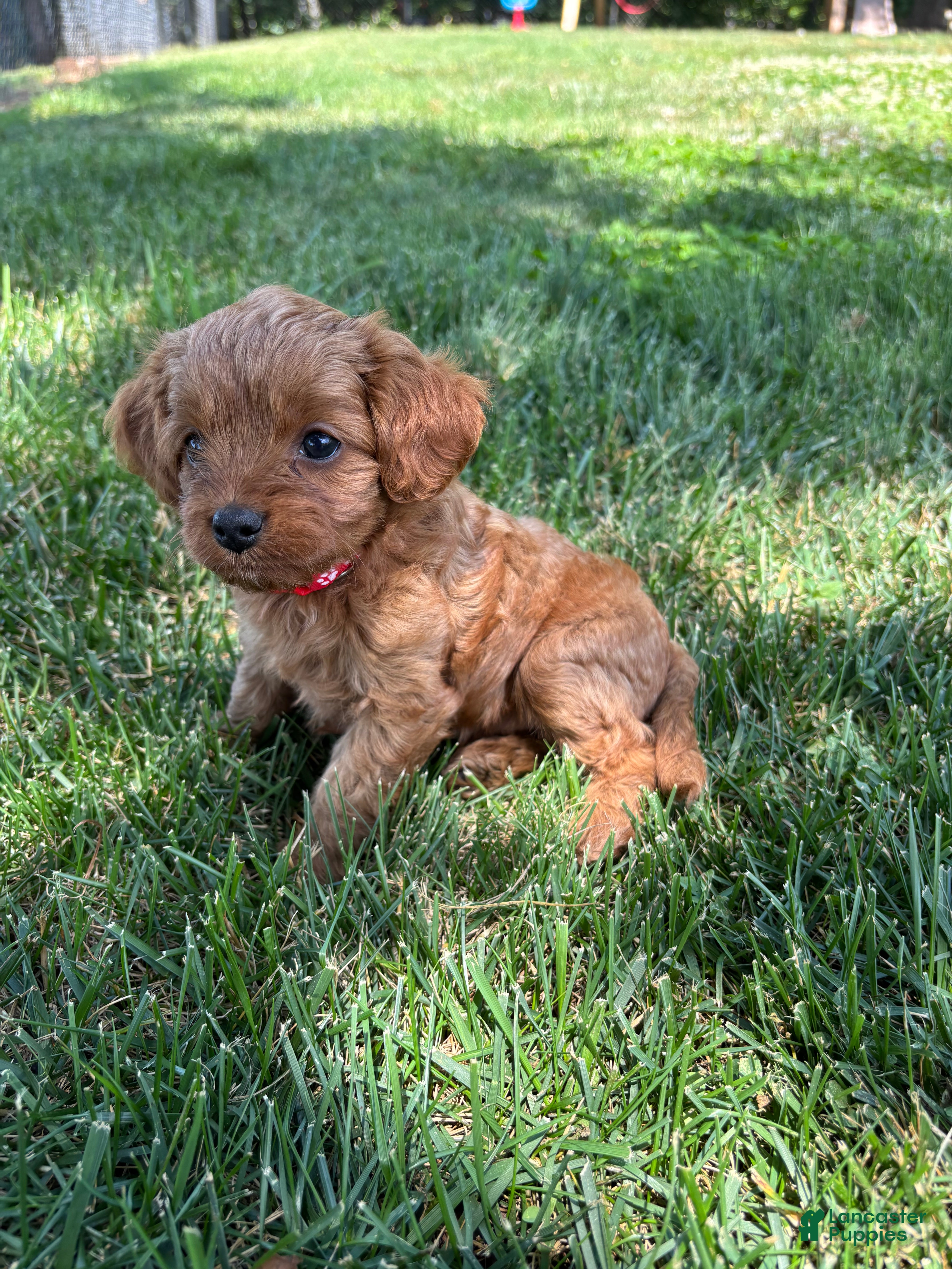 Cavapoo dogs Daisy - Ad 1