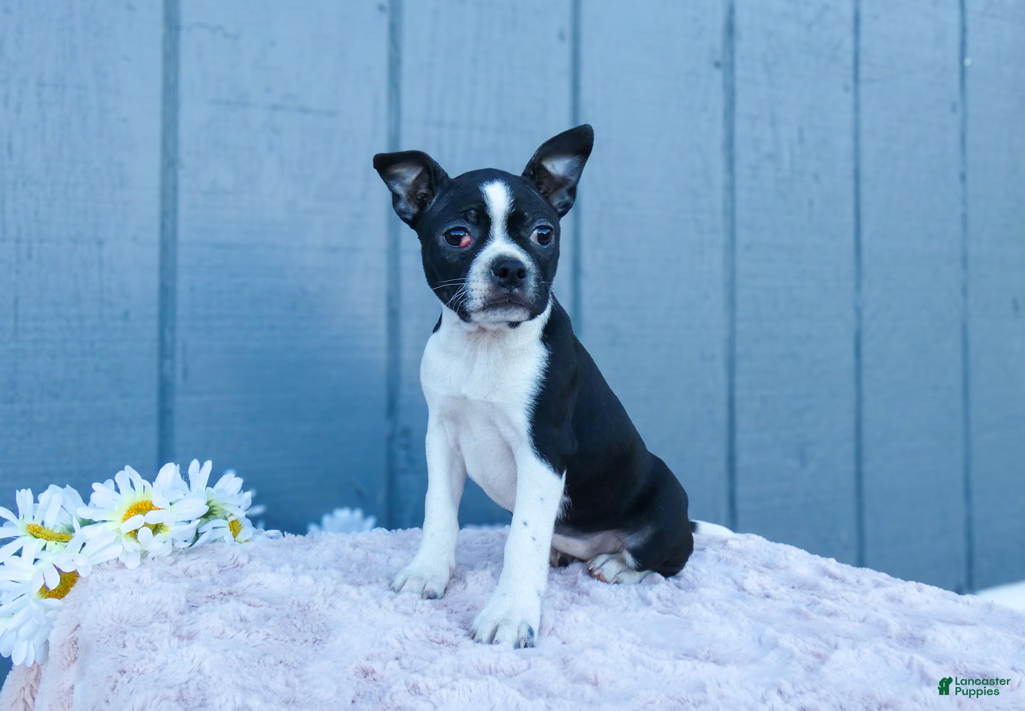 Mixed Breed dogs Sally - Ad 1