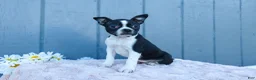 Mixed Breed dogs for sale: Sally - Ad 1