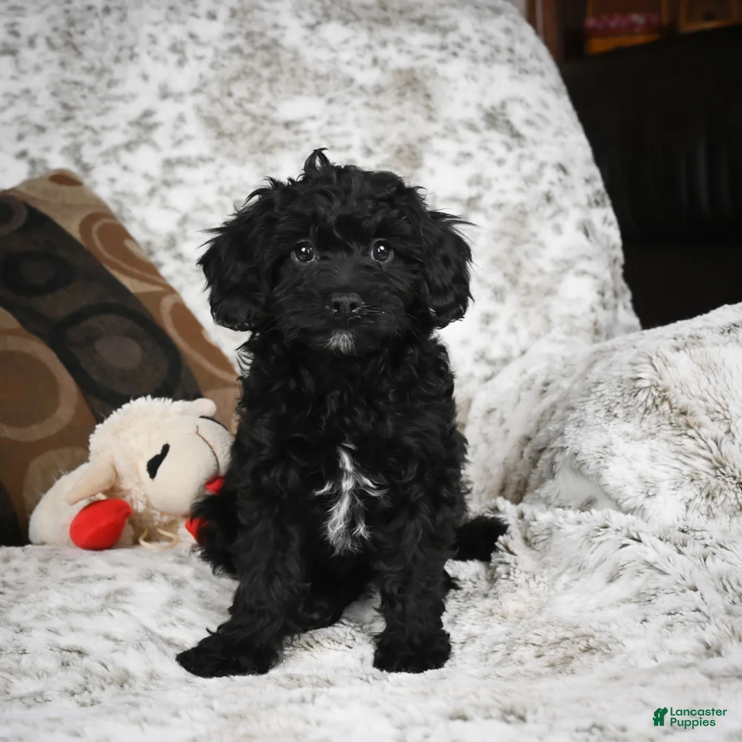 Cavapoo dogs for sale: Sandy - Ad 7