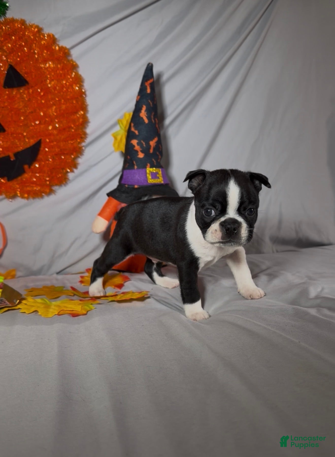 Boston Terrier dogs Lando - Ad 1