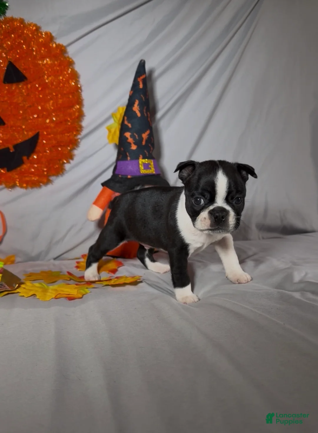 Boston Terrier dogs for sale: Lando - Ad 1
