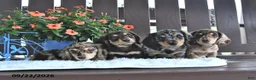 Miniature Dachshund dogs for sale: Kash - Ad 5