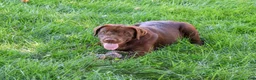 Labrador Retriever dogs for sale: Samuel - Ad 2